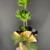 Green Harmony Plant
